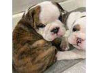 Bulldog Puppy for sale in Rochester, NH, USA