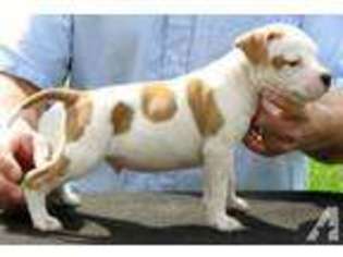 American Staffordshire Terrier Puppy for sale in DIXON, IL, USA