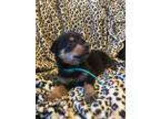 Rottweiler Puppy for sale in Bayville, NJ, USA