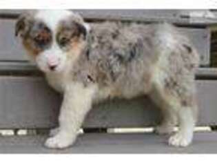Australian Shepherd Puppy for sale in Dayton, OH, USA