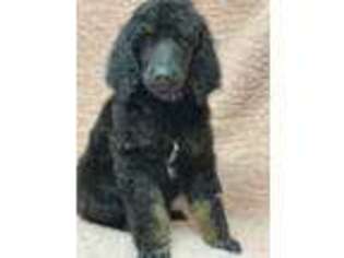 Mutt Puppy for sale in Hanson, KY, USA