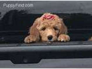 Goldendoodle Puppy for sale in Hillsborough, NC, USA
