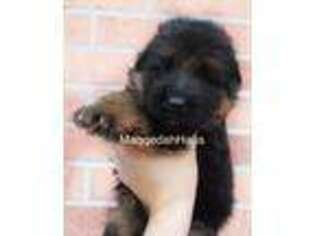 German Shepherd Dog Puppy for sale in Pickens, SC, USA