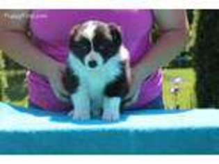 Border Collie Puppy for sale in North Judson, IN, USA