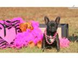 French Bulldog Puppy for sale in Dothan, AL, USA