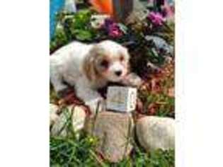 Cavachon Puppy for sale in Scottville, MI, USA
