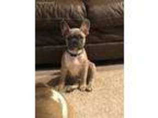 French Bulldog Puppy for sale in Pasadena, TX, USA