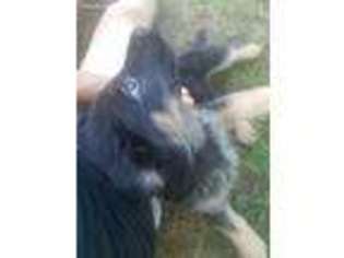 German Shepherd Dog Puppy for sale in Simsbury, CT, USA