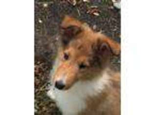 Collie Puppy for sale in Kutztown, PA, USA