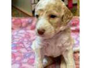 Goldendoodle Puppy for sale in Timmonsville, SC, USA
