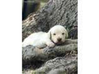 Labradoodle Puppy for sale in Sedan, KS, USA