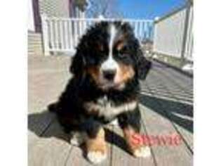 Bernese Mountain Dog Puppy for sale in Albia, IA, USA