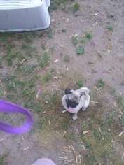 Pug Puppy for sale in Springfield, MA, USA