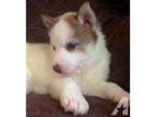 Siberian Husky Puppy for sale in Martinsburg, WV, USA
