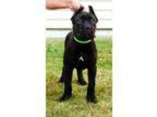 Cane Corso Puppy for sale in Youngstown, OH, USA