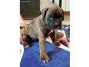 Boxer Puppy for sale in Paxton, IL, USA