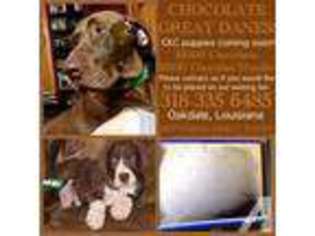 Great Dane Puppy for sale in OAKDALE, LA, USA