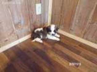 Saint Bernard Puppy for sale in Archbold, OH, USA