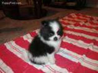 Pomeranian Puppy for sale in Willis, TX, USA