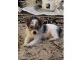 Yorkshire Terrier Puppy for sale in Wiggins, CO, USA