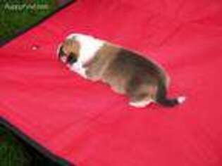 Pembroke Welsh Corgi Puppy for sale in Logansport, IN, USA