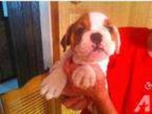 Bulldog Puppy for sale in AMELIA, OH, USA