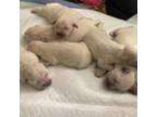 Golden Retriever Puppy for sale in Bloomington, CA, USA