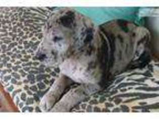 Great Dane Puppy for sale in Little Rock, AR, USA
