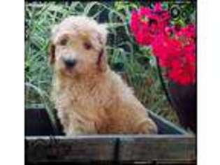 Goldendoodle Puppy for sale in Selinsgrove, PA, USA
