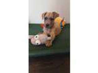 Great Dane Puppy for sale in Shiloh, GA, USA