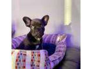 French Bulldog Puppy for sale in Troy, NY, USA