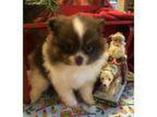 Pomeranian Puppy for sale in Hohenwald, TN, USA