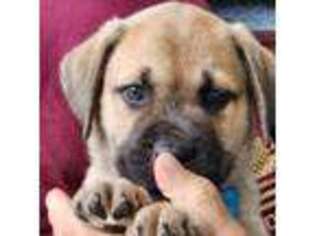 Mastiff Puppy for sale in Brooksville, FL, USA