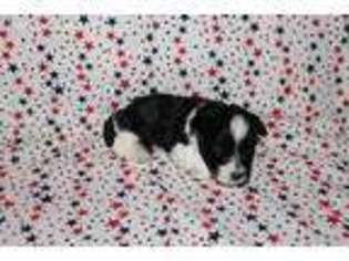 Mutt Puppy for sale in Leonardtown, MD, USA