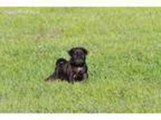 Pug Puppy for sale in Winona, MN, USA