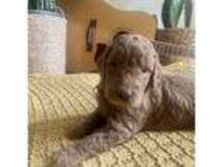 Labradoodle Puppy for sale in Beaumont, CA, USA