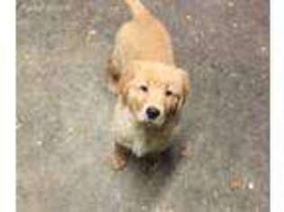 Golden Retriever Puppy for sale in Savannah, NY, USA