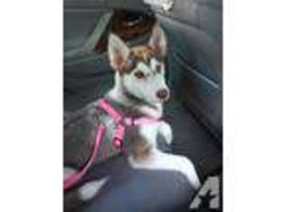 Siberian Husky Puppy for sale in JAMAICA, NY, USA