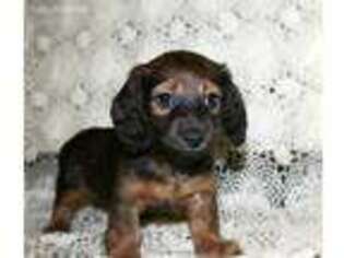 Dachshund Puppy for sale in Aurora, MO, USA