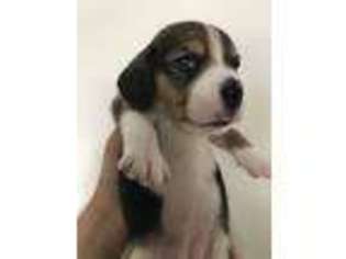 Beagle Puppy for sale in San Jose, CA, USA