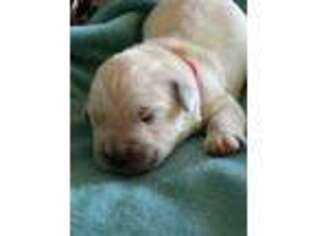 Mutt Puppy for sale in Hector, AR, USA
