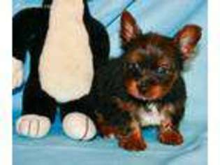 Yorkshire Terrier Puppy for sale in Girard, KS, USA