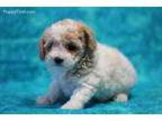 Mutt Puppy for sale in Gray, LA, USA