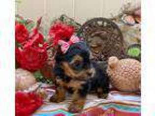Yorkshire Terrier Puppy for sale in Cabazon, CA, USA