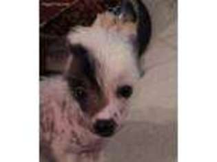 Chinese Crested Puppy for sale in Dripping Springs, TX, USA