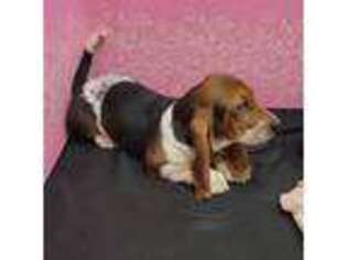 Basset Hound Puppy for sale in Verona, MO, USA
