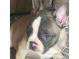 French Bulldog Puppy for sale in Norris City, IL, USA