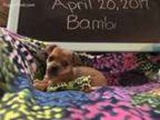 Chorkie Puppy for sale in Vilonia, AR, USA