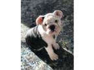 Bulldog Puppy for sale in Reisterstown, MD, USA