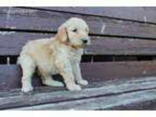 Goldendoodle Puppy for sale in Haviland, KS, USA